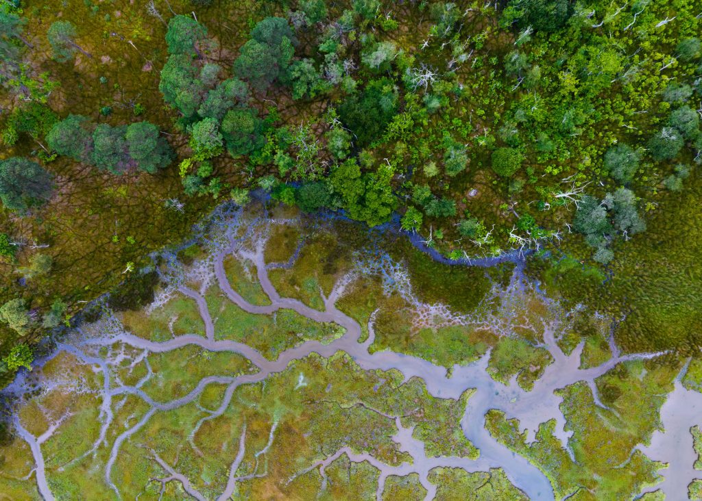 A-top-down-shot-of-where-woodland-meets-salt-marsh-which-forms-tree-like-patterns,-RSPB-Arne-Nature-Reserve,-Dorset.RSPB_1000129.SamTurley Looking down at a woodland with a white path winding through it, then a saltmarsh with wiggly waterways leading to a white beach