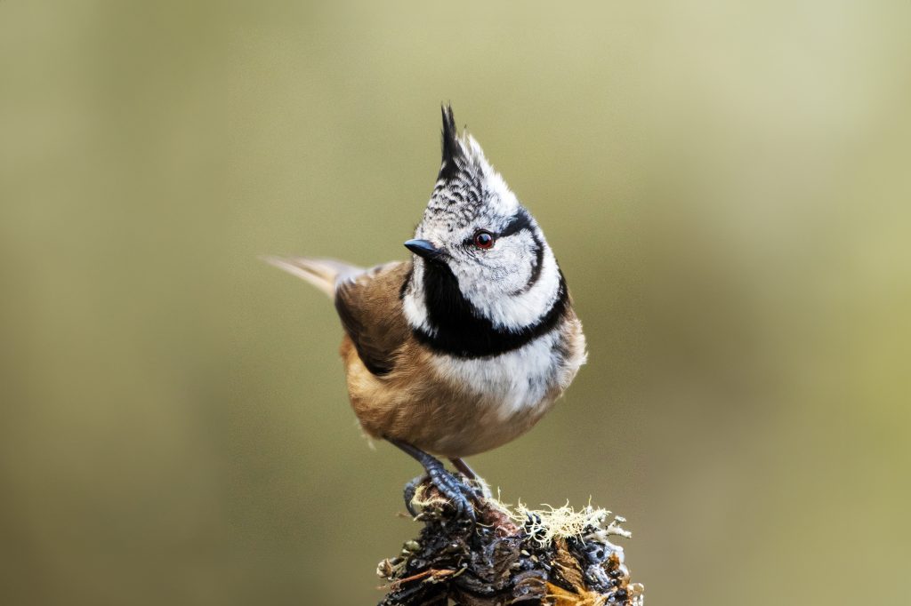 A Crested Tit perched on the top of a plant stump, with a blurred background