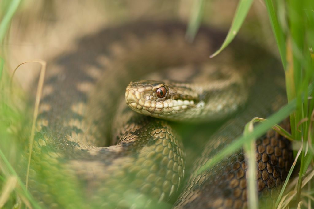 European-adder-Vipera-berus,-adult-basking-in-grassland,-Bedfordshire.RSPB_1016019.BenAndrew A coiled-up Adder with its head visible, eyes open and looking alert. A few blades of grass surround it