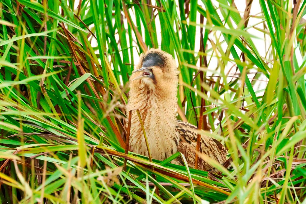 A Bittern amongst green reeds, turned to one side, its beak open