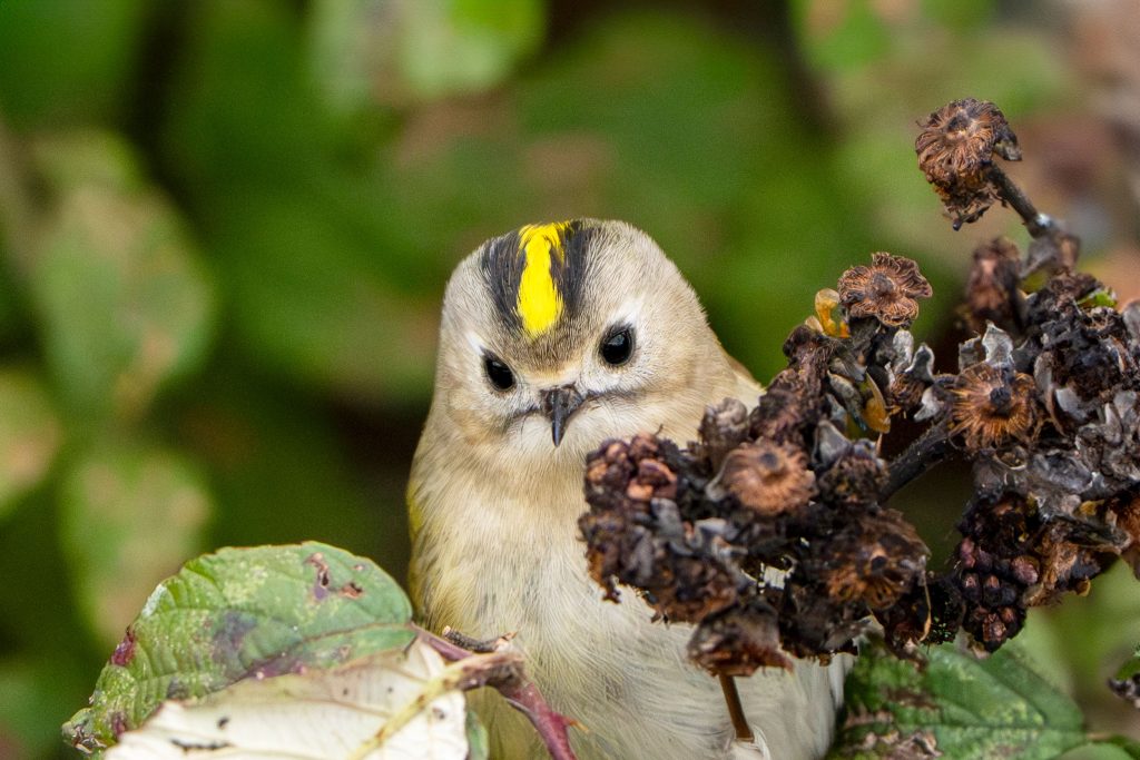 A Goldcrest faces the viewer, perched on a shrub, its bright-yellow stripe centre of the image