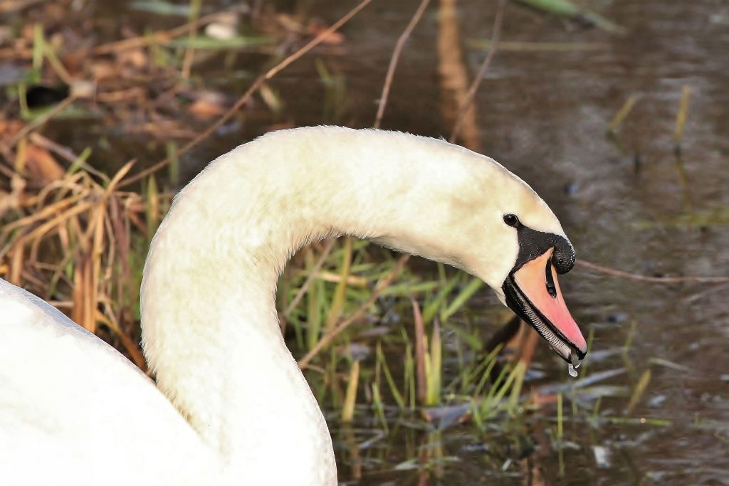 A Mute Swan's head, neck and top of its body in profile, with a grassy water's edge behind