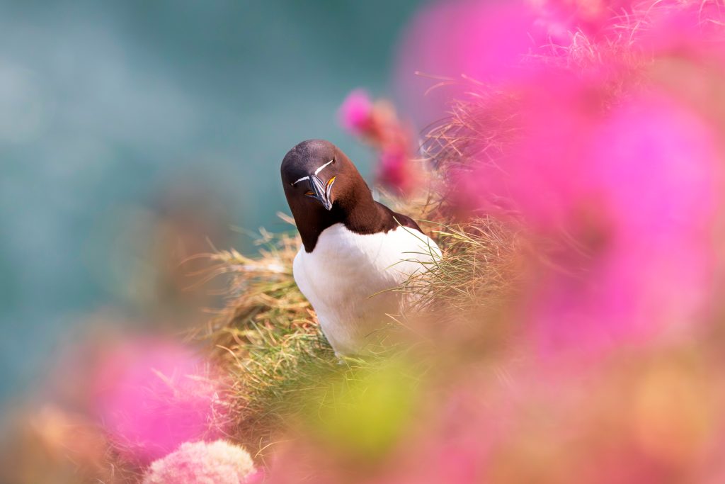 A Razorbill faces the viewer, its head tilted. Its on the side of a grassy cliff, with blurred pink flowers in the foreground, partially framing the scene