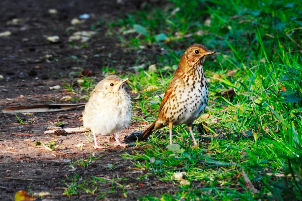 A Song Thrush and fledgling standing in between a grassy area and a dirt path