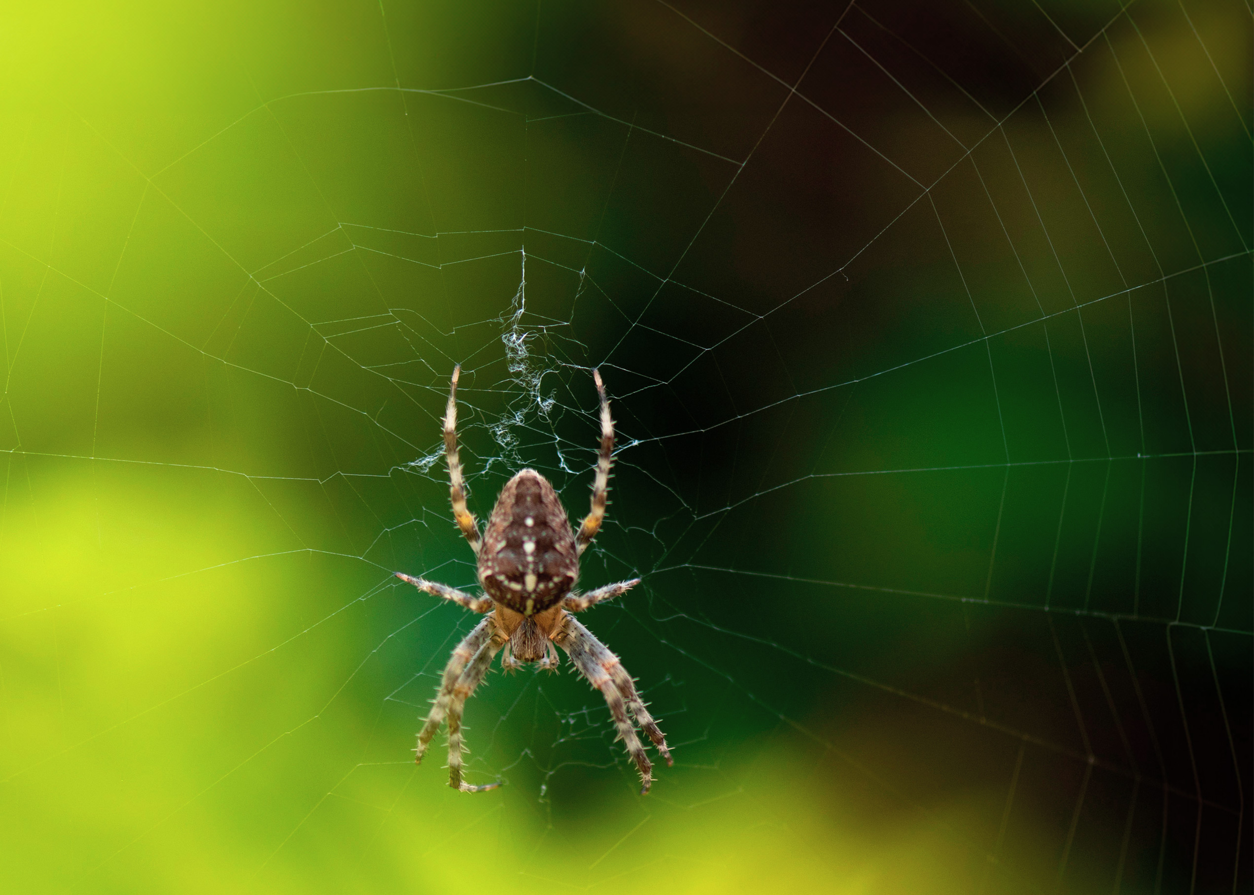 A top-down view of a spider suspended in the centre of its web, the green haze of plants in the background