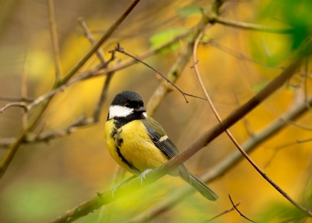 A Great Tit perched in a tree with mostly bare branches