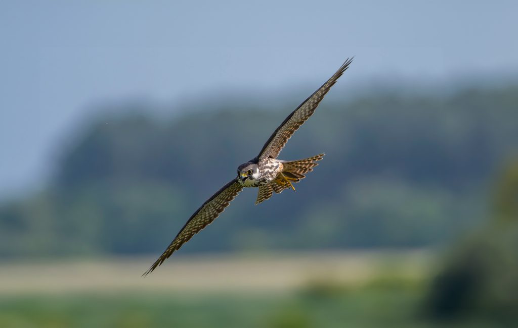 Hobby-Falco-subbuteo,-adult-in-flight,-RSPB-Minsmere-Nature-Reserve.RSPB_1017256.LesCater A Hobby in flight over fields
