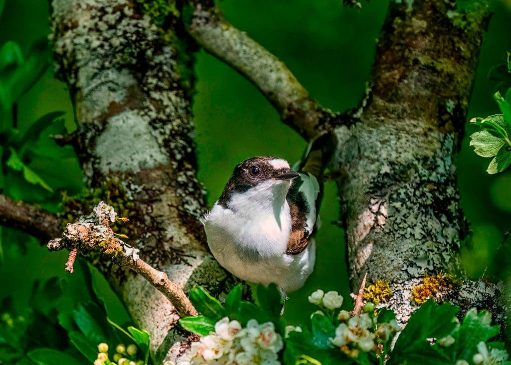 A male Pied Flycatcher is perched in the fork of a tree in blossom