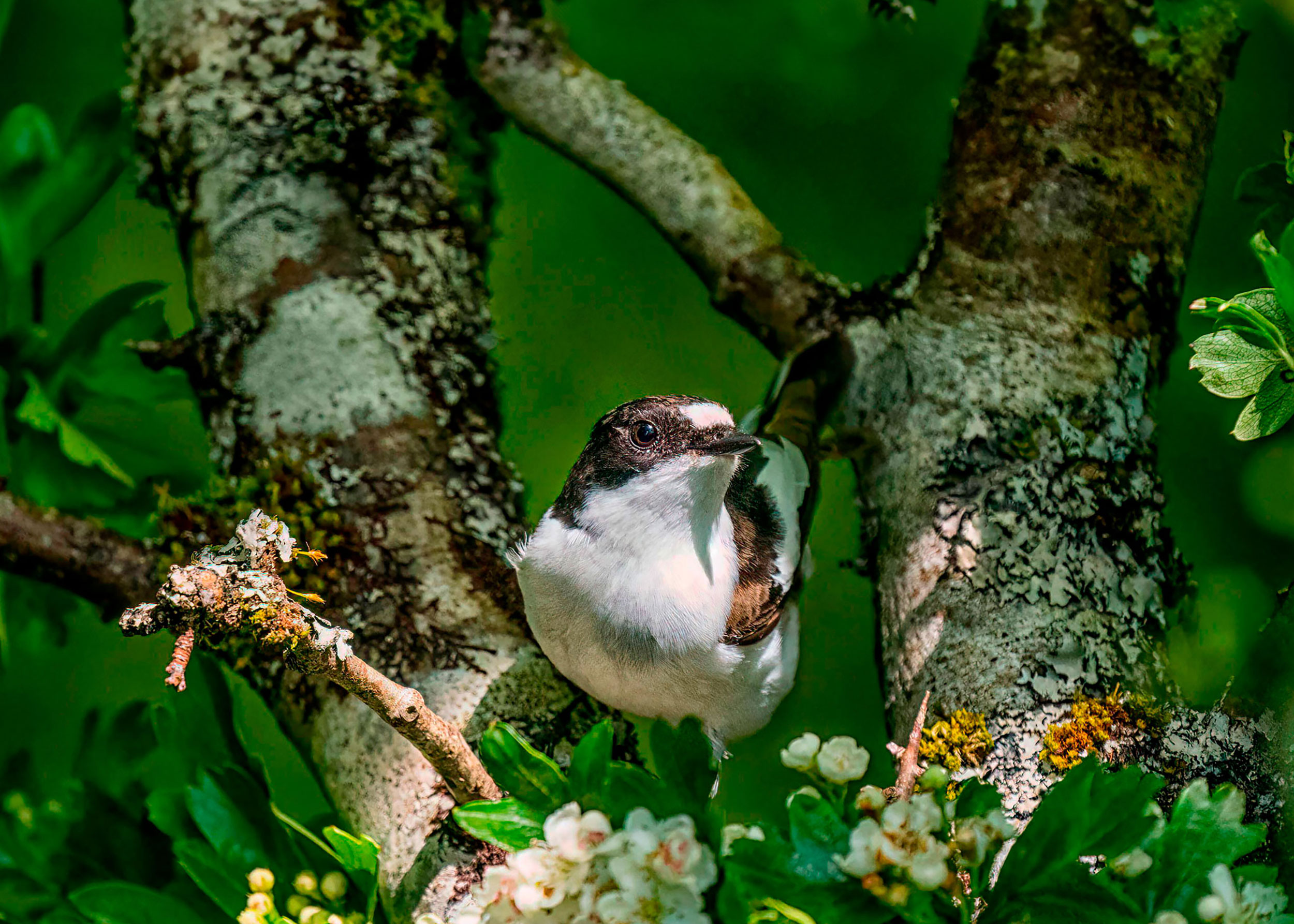 A male Pied Flycatcher is perched in the fork of a tree in blossom