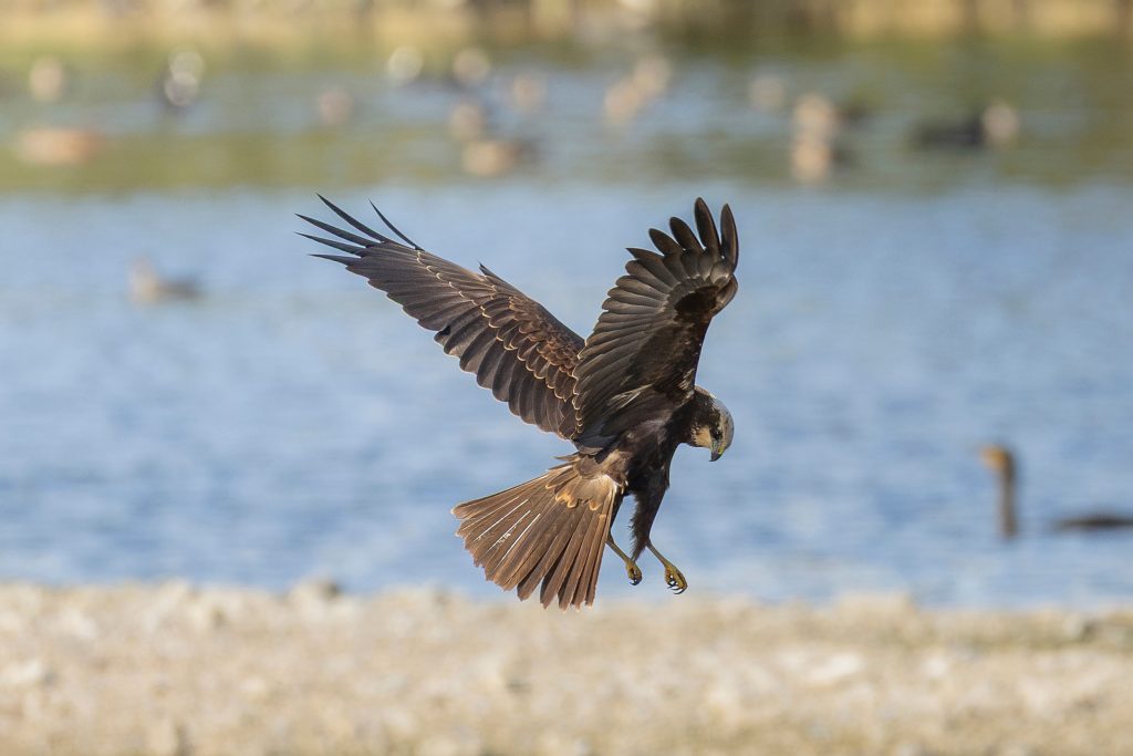 Marsh-harrier-Circus-aeruginosus,-adult-in-flight,-RSPB-Rye-Meads-Nature-Reserve,-Hertfordshire.RSPB_1007681.George-Styles A Marsh Harrier coming into land next to a body of water