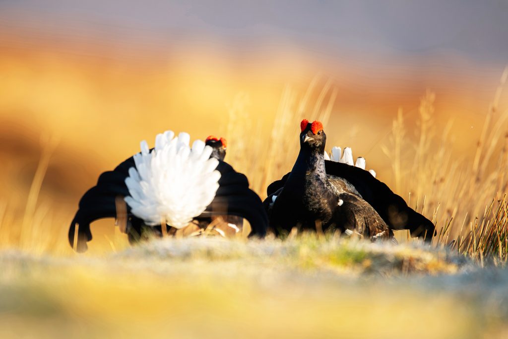 RSPB_1009823-RSPB--Ben-Andrew A pair of Black Grouse in yellow grassland, one facing the camera, the other with its white rear plumage facing us