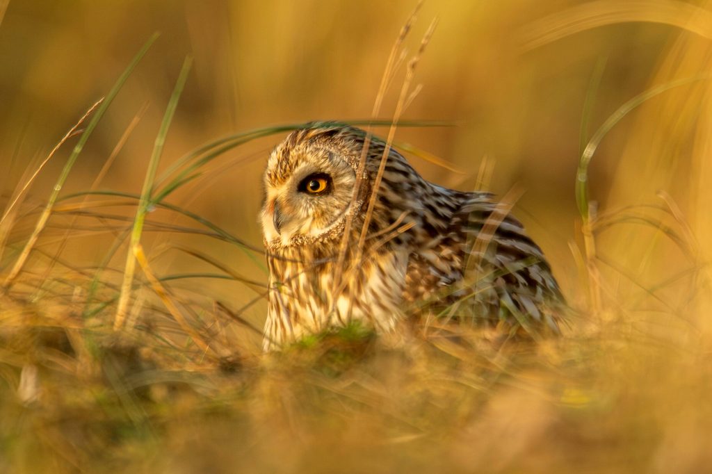 Short eared owl Asio flammeus, adult roosting on the ground amongst marram grasses, Norfolk_RSPB_1003883_Ben Andrew A Short-eared Owl on ground with long grasses at sunset