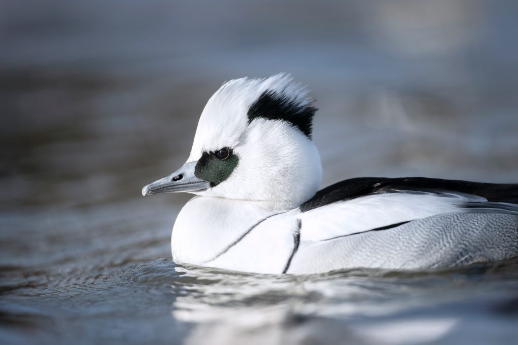 Smew-Mergus-albellus,-adult-male-swimming,-Gloucestershire.RSPB_1003735.BenAndrew A male Smew in profile, on water