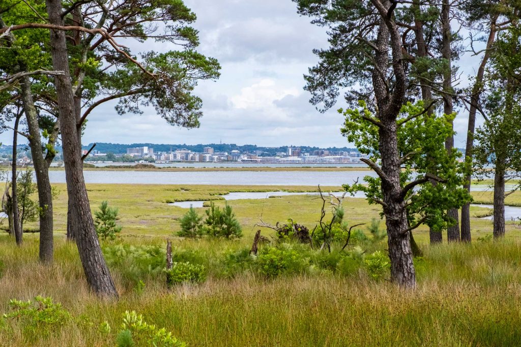 Trail-with-Poole-visible-through-trees,-RSPB-Arne-Nature-Reserve.RSPB_1026241.SamTurley Grassy woodland with a small number of shrubs giving way to saltmarsh and Poole Harbour, with the buildings of Poole visible.