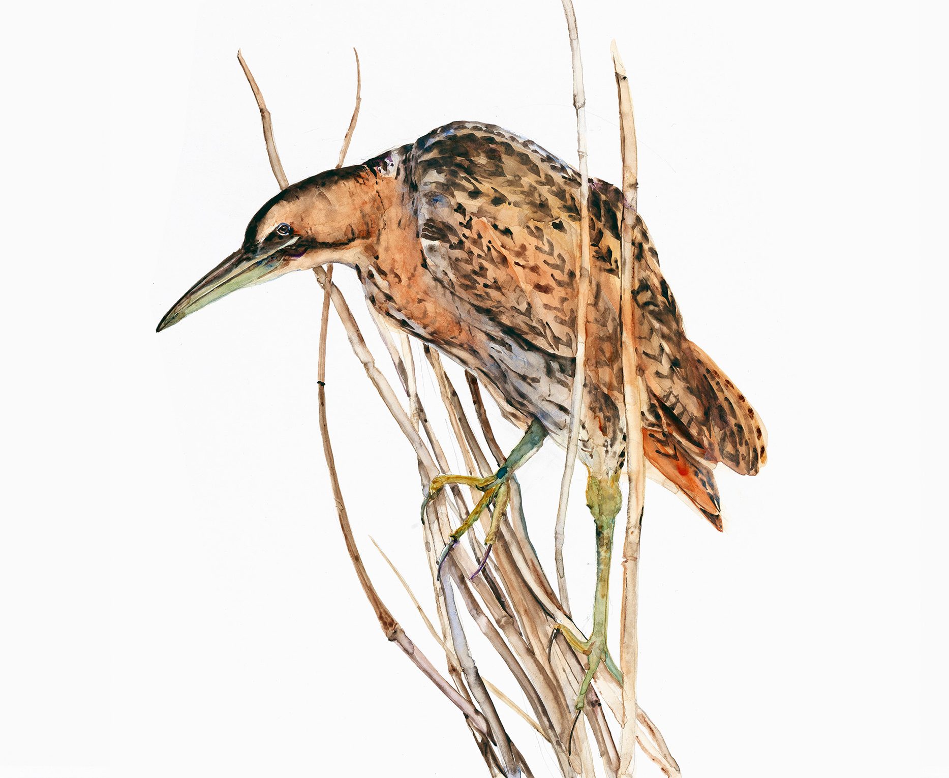 Watercolour illustration of a Bittern perched on a dry reed