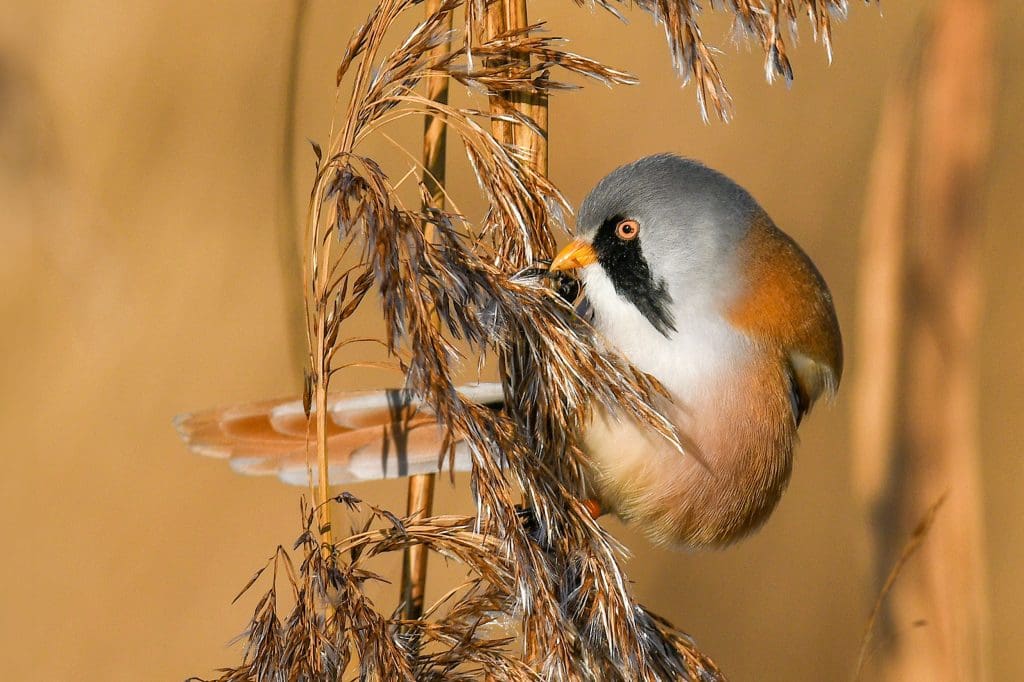 Bearded-tit-male-RSPB-Radipole-Lake-Nature-Reserve.-Credit-Verity-Hill.RSPB_1034570 A male Bearded Tit perches on a stem of grain
