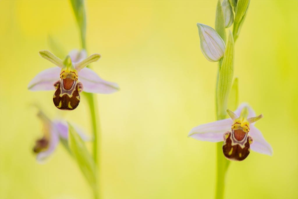 Bee-Orchids.Credit-Ben-Andrew.RSPB_1019958 Two stems of Bee Orchids with two flowers prominent, against a yellow background