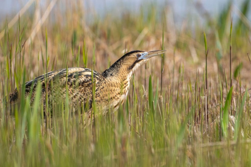 Bittern-RSPB-Minsmere-Nature-Reserve.Credit-Les-Cater.RSPB_1005736 A Bittern stands among brown and green reed shoots