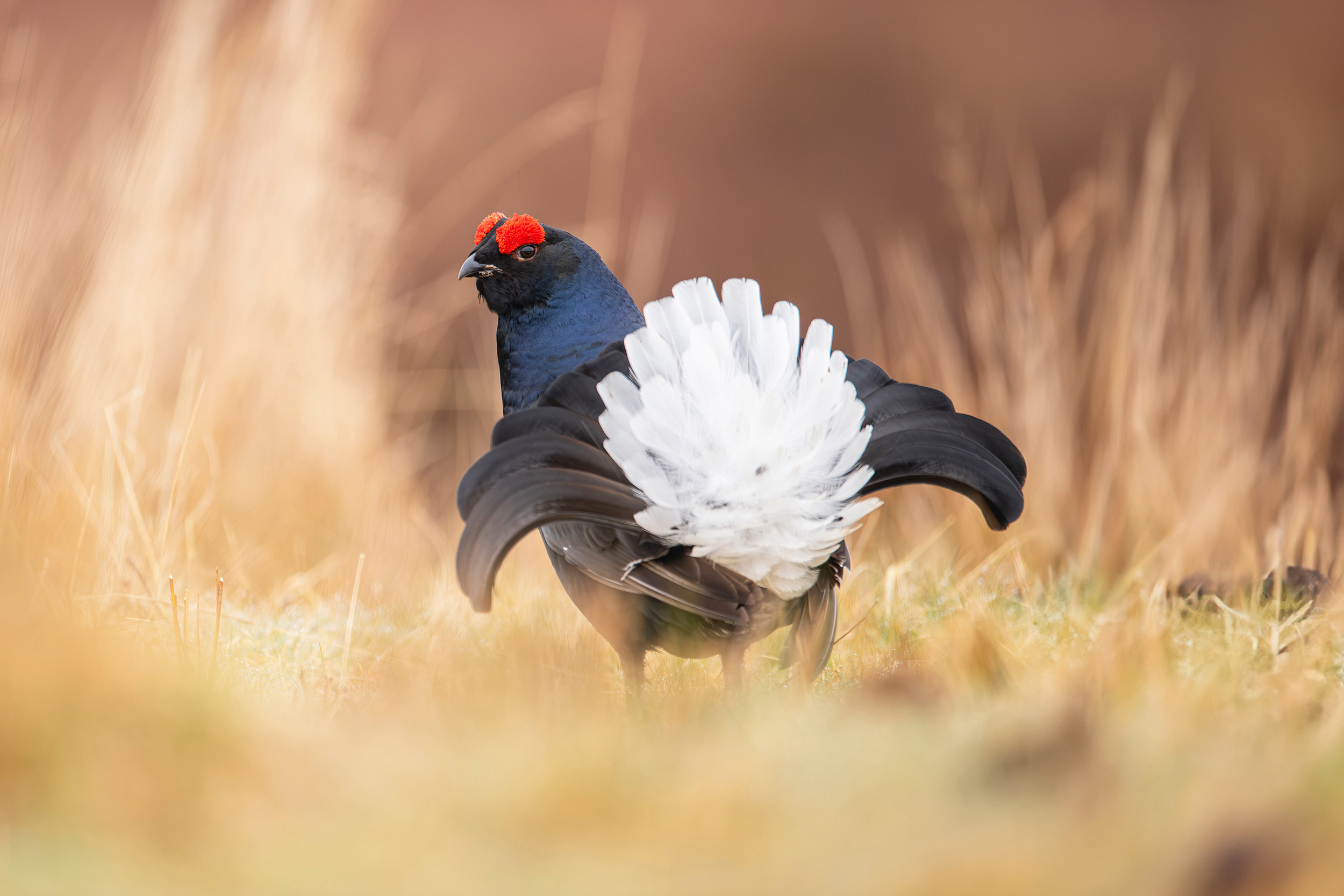 A Black Grouse facing away from us, displaying its white rump, its black wings outstretched and head in profile