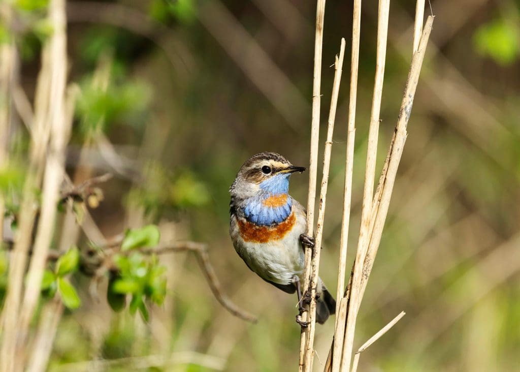 A Bluethroat clinging onto a dry reed