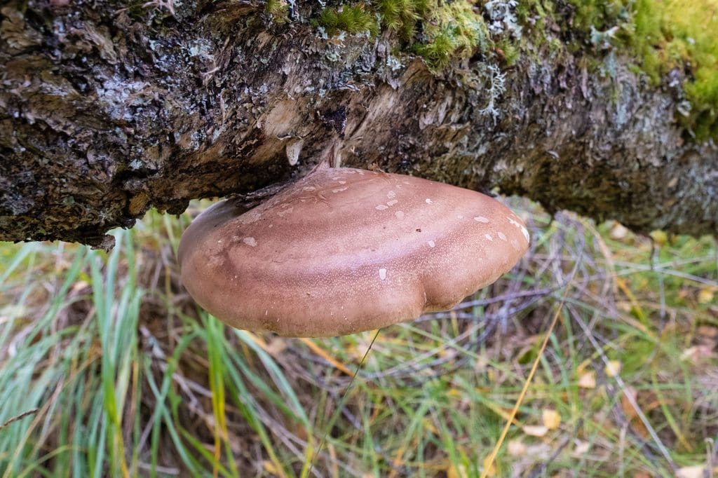 Bracket-fungi.Credit-Sam-TurleyRSPB_1015971 A mossy tree branch has a disk-shaped, brown, circular-striped fungi growing from its underside