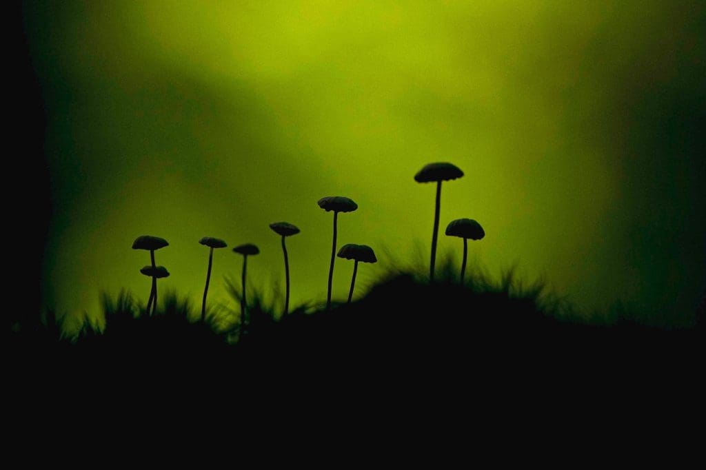 Collared-parachute-fungi-Marasmius-rotula,-New-Forest-National-Park.Credit-Ben-Andrew.RSPB_1036196 A side view of several fungi with tall, thin stalks and shallow domed caps. The Ground and fungi are in silhouette against a yellowy-green, misty, otherworldly background