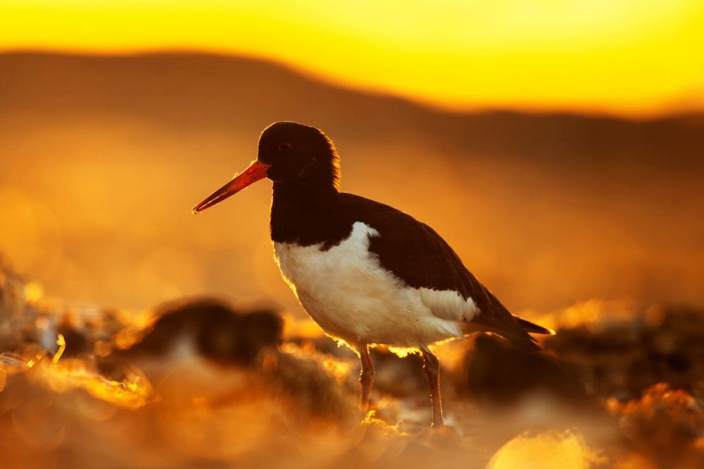 Credit-Ben-Andrew.RSPB_1008131 An Oystercatcher stands against a blurred, sunset background