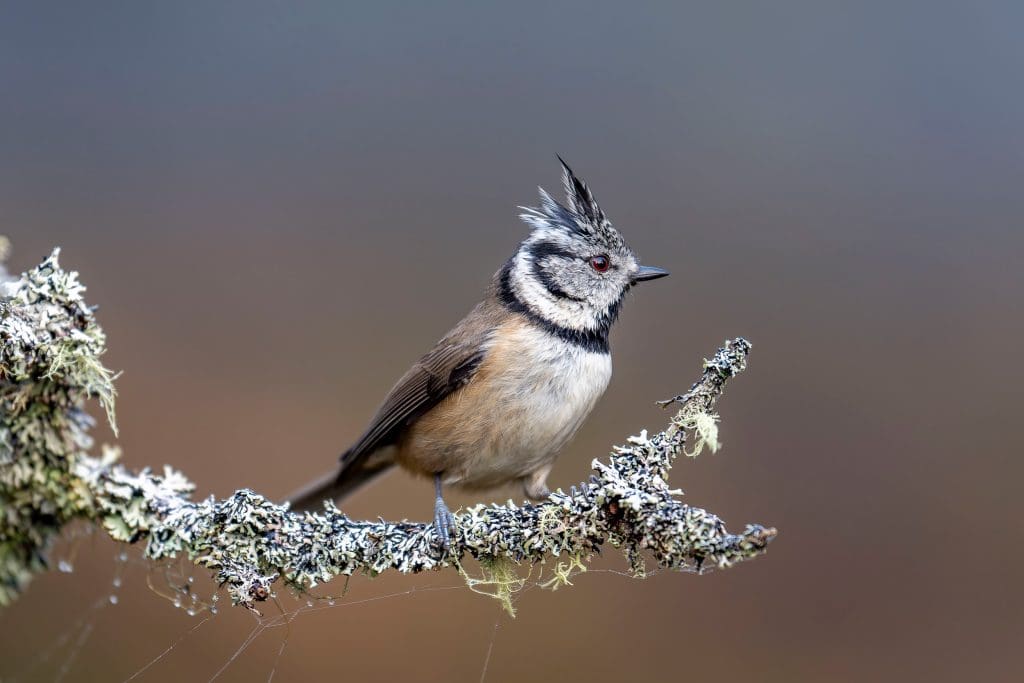 Crested-Tit.Credit-Les-Cater.RSPB_1017237 A crested tit perched on a mossy branch
