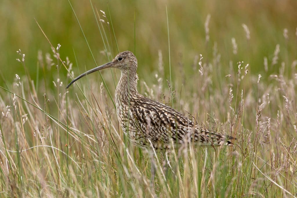 Curlew.Credit-Jake-Stephen.RSPB_1011317 A Curlew stood in grass