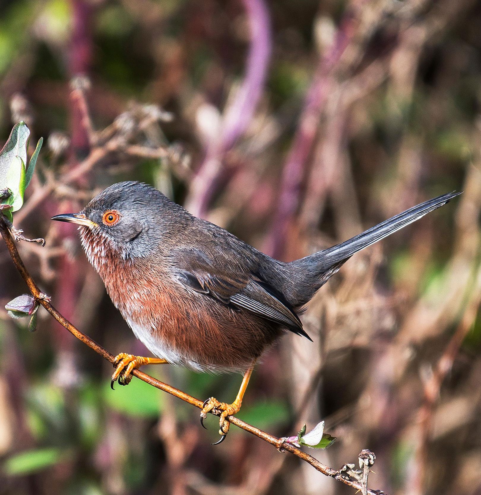 A Dartford Warbler perched on a bare branch