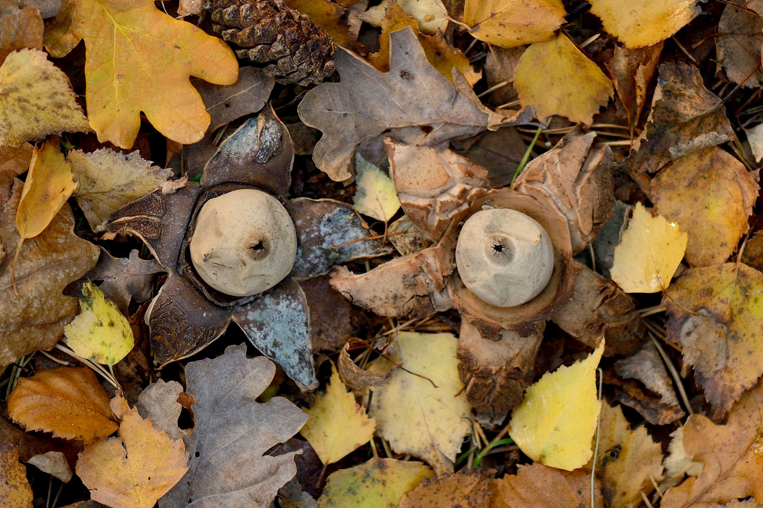 An aerial view of yellow and brown autumn leaves on the ground, camoflaging two star-shaped brown fungi with a large beige ball in the centre of the stars