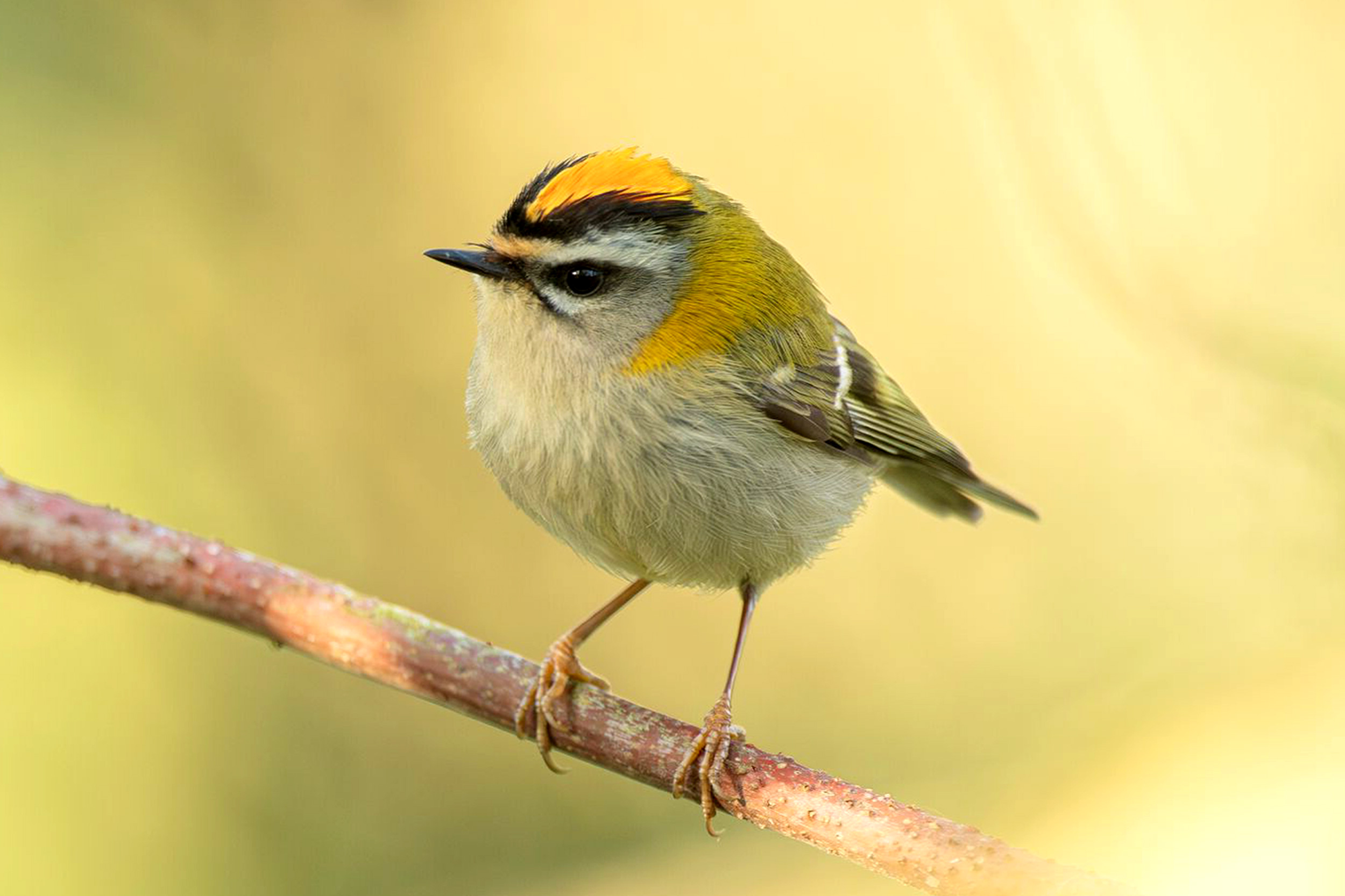 A Firecrest perched in a tree, viewed from the side