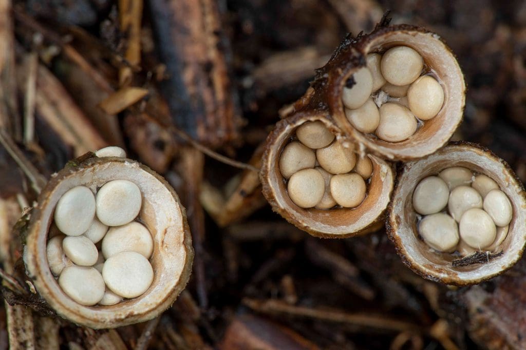 Fluted-birds-nest-fungi-Cyathus-striatus.RSPB-The-Lodge-Nature-Reserve,-Bedfordshire.Credit-Ben-Andrew.RSPB_1036214 Looking down at four fungi cups that have several creamy-coloured disks inside them
