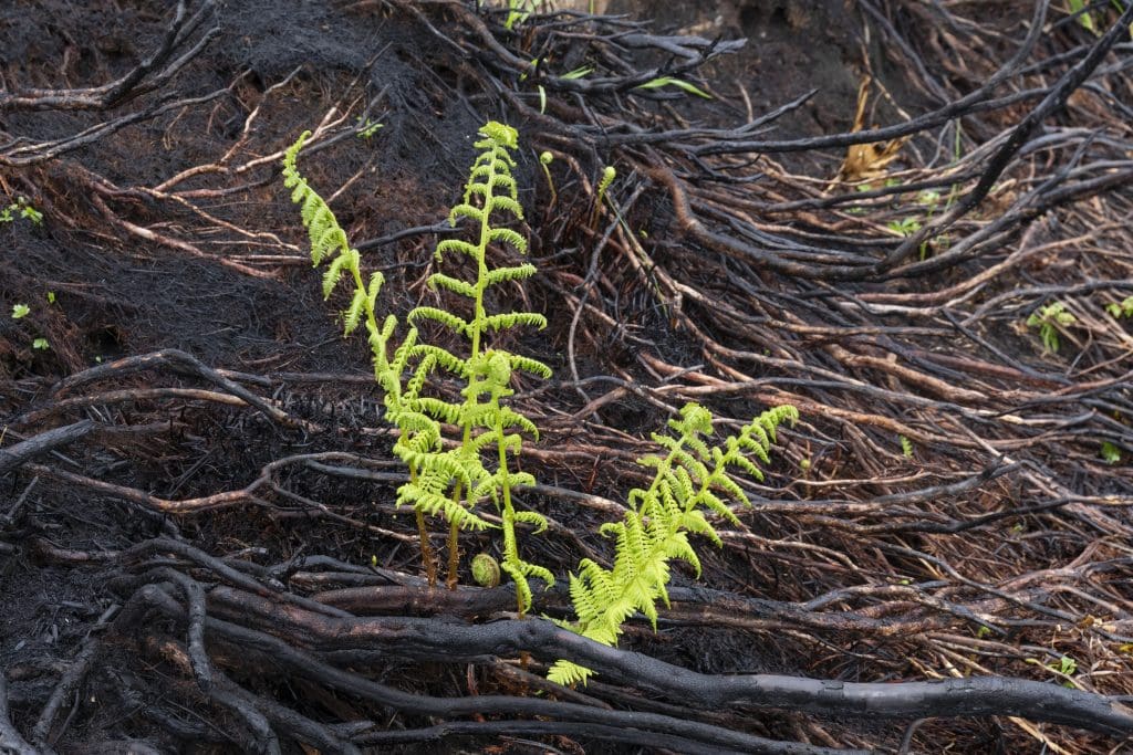 Fresh shoots of fern emerging from burnt heather in the aftermath of a wild fire that occured in May 2023 at Corrimony RSPB Nature Reserve, near Cannich, Scotland.Credit RSPB_1023901 Fresh shoots of fern emerging from burnt heather in the aftermath of a wildfire at RSPB Corrimony