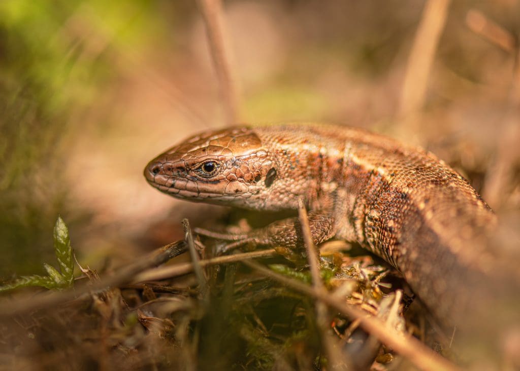 A Common Lizard in profile, its body smooth and brown with yellow stripes that start at the point of its nose