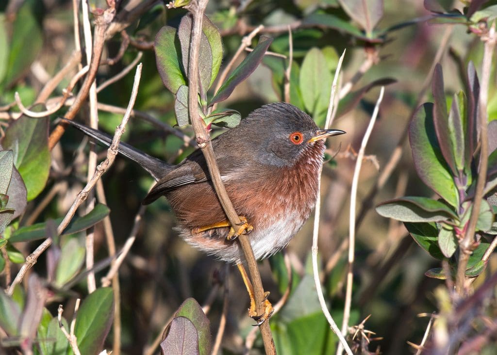 A Dartford Warbler perched in a shrub, its white belly and red eye visible