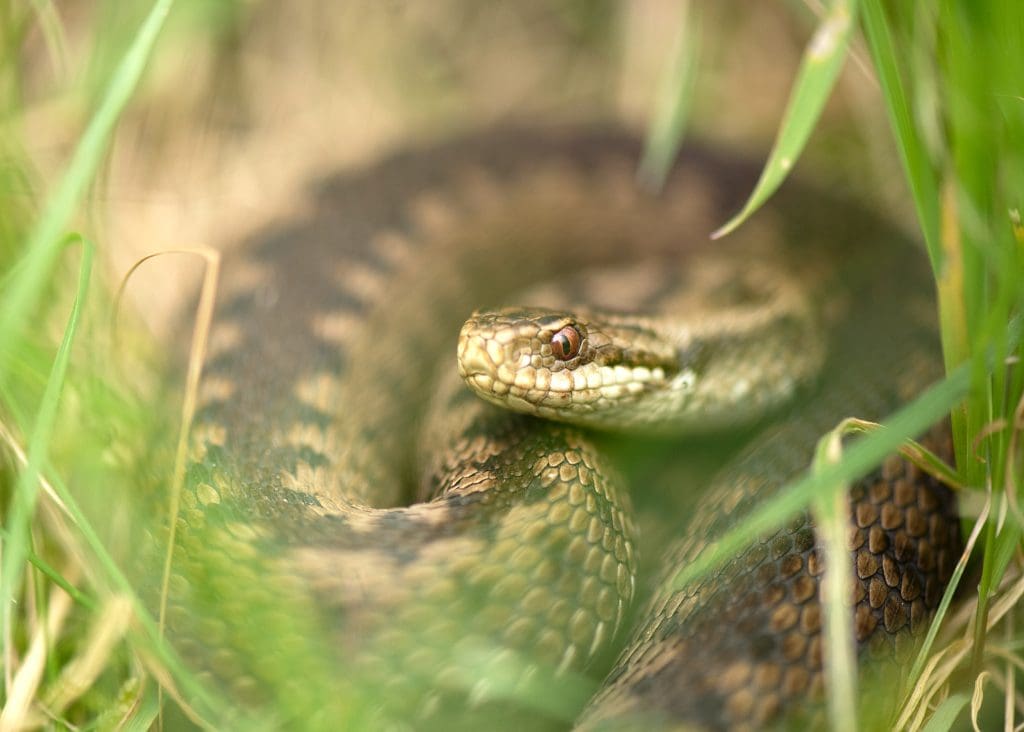 An Adder with a light- and dark-brown coiled body, head up, amongst grass