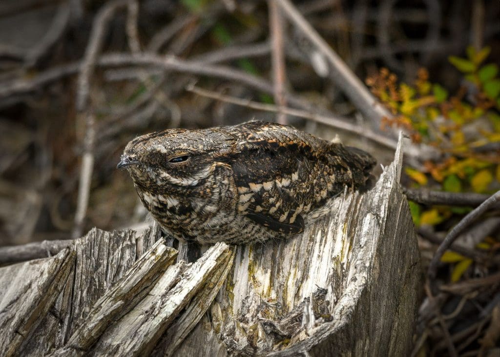 A Nightjar roosting on a piece of wood, head flattened against its body and well camoflaged