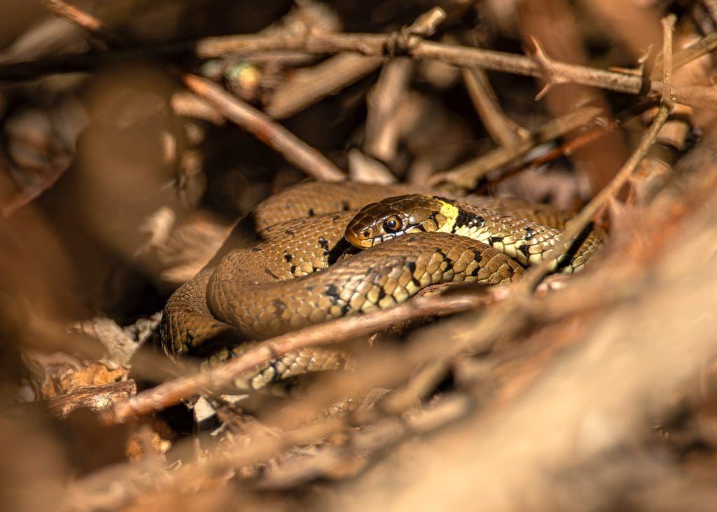 A coiled brown snake with black markings and yellow occasional highlights, blending into the bare branches around