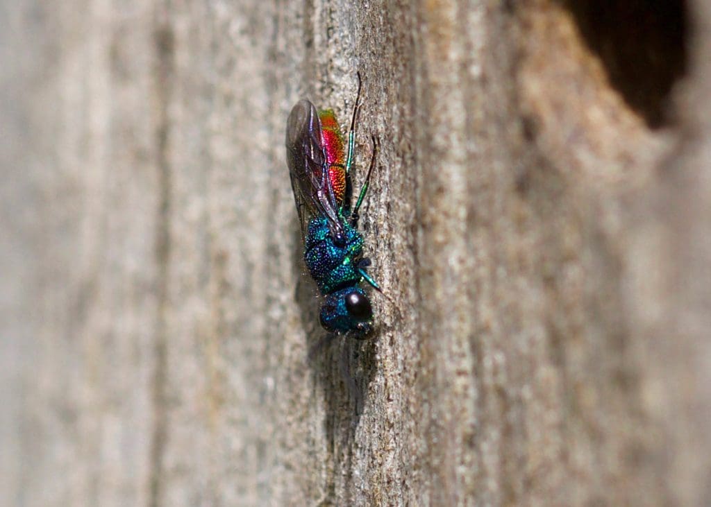 A long bodied insect with large, black eyes, a blue thorax and red tail
