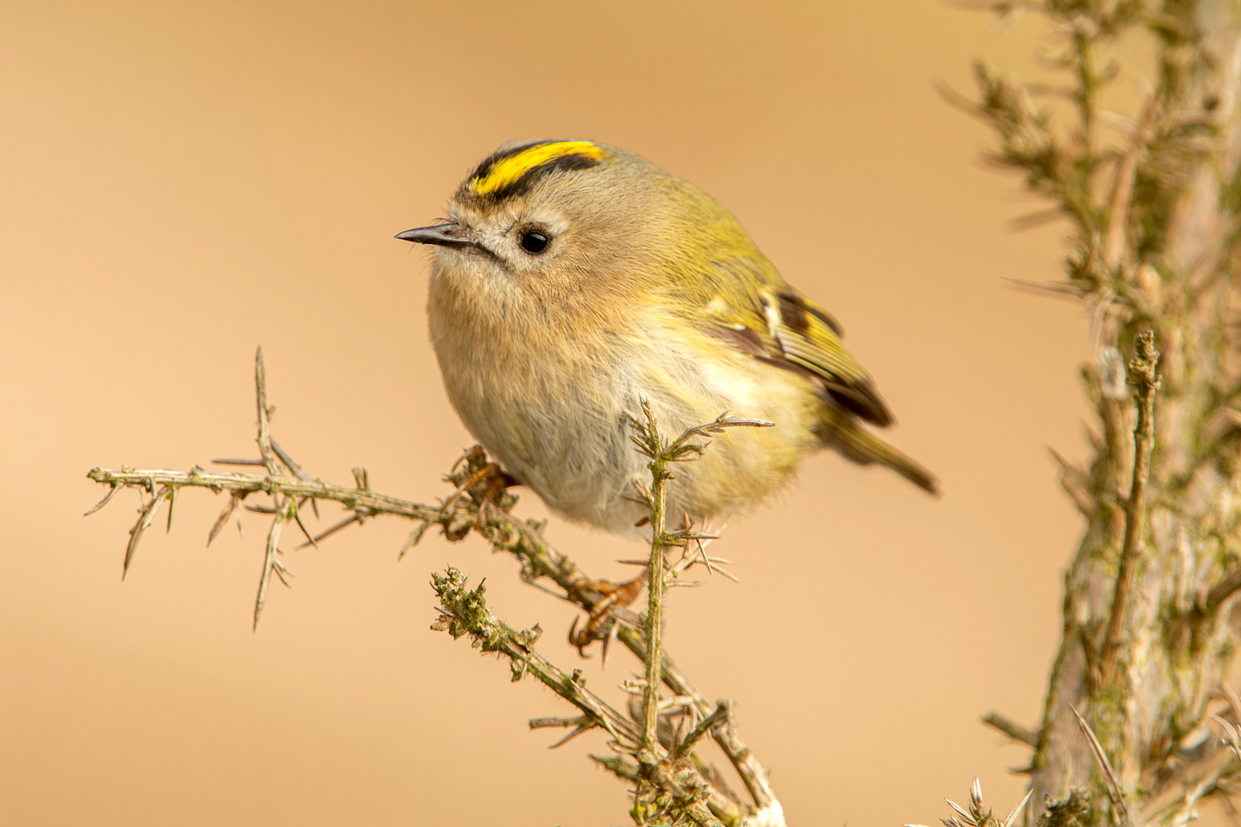 A Goldcrest perched in a leafless bush