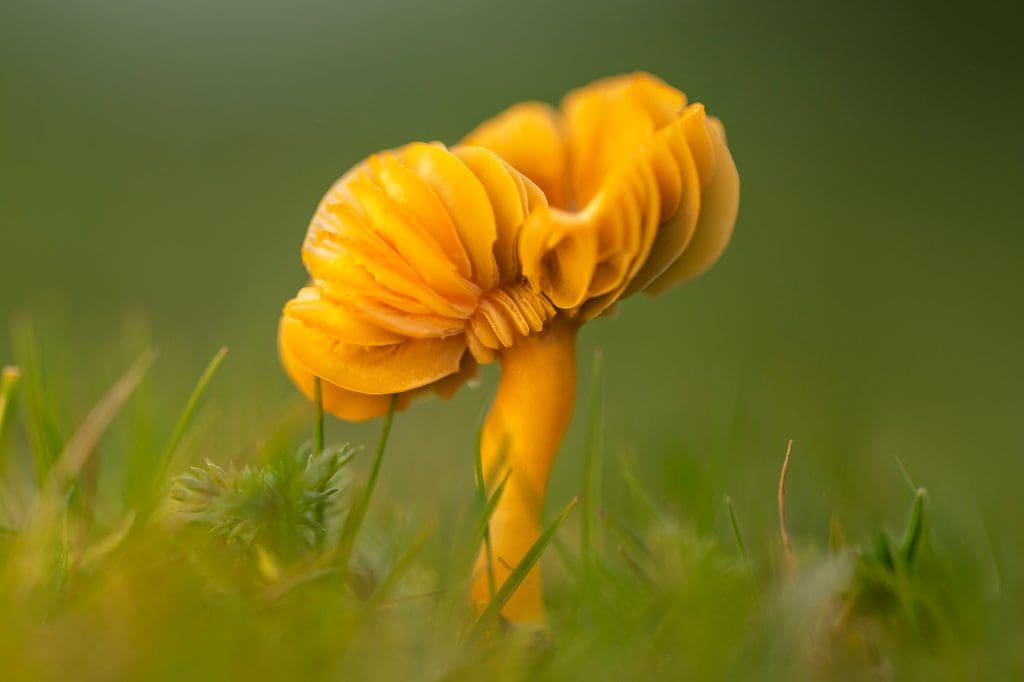 Golden-waxcap.Credit-Ben-Andrew.RSPB_1017660 A side view of a bright yellow-gold fungi with a large, tilted, fluted, flat cap
