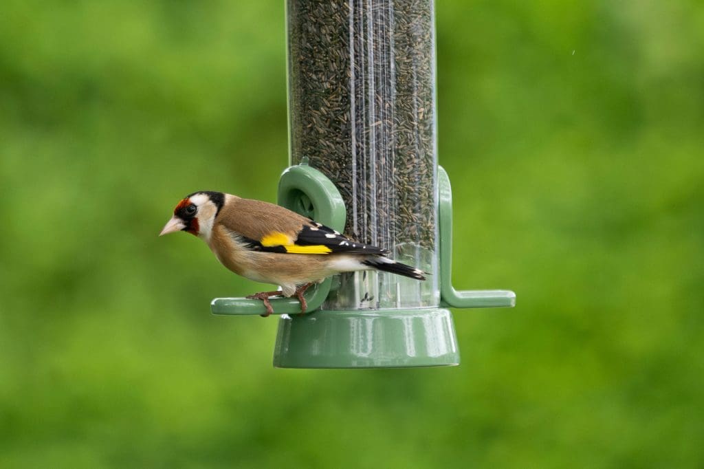 A goldfinch sat on a hanging bird feeder