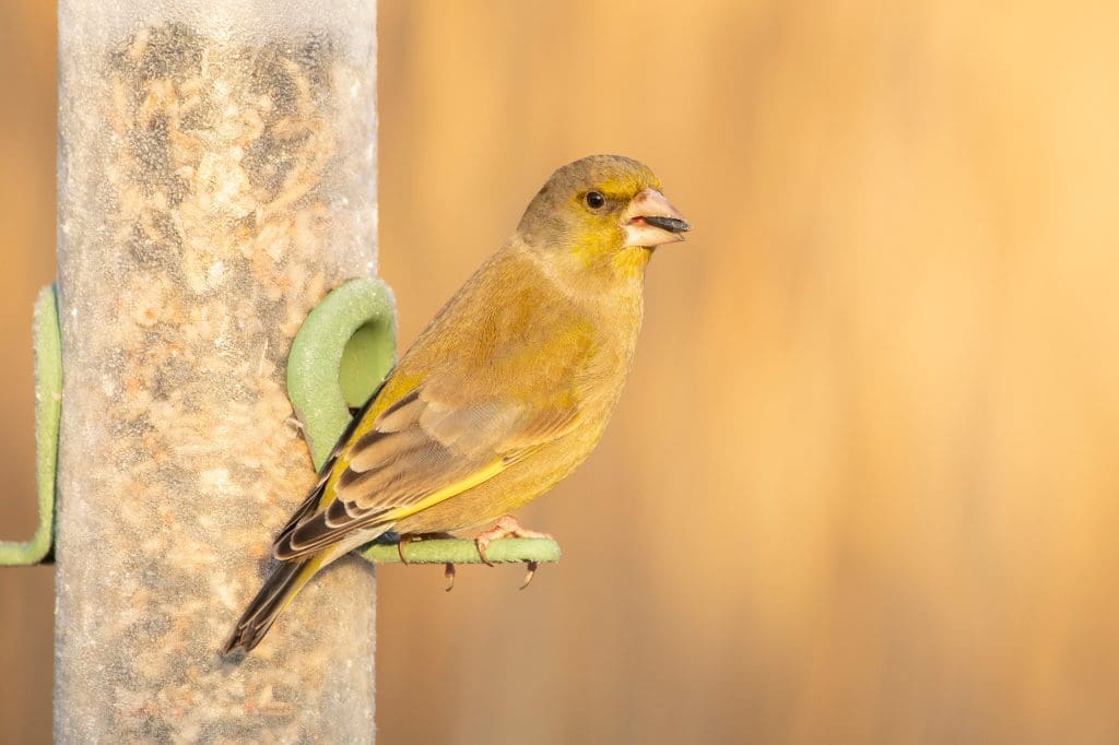 A greenfinch perched on a frosty hanging bird feeder