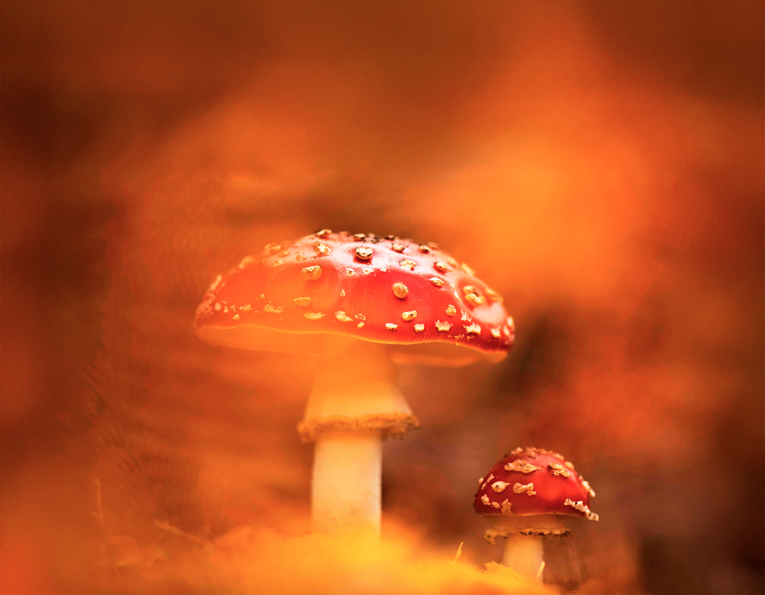 A hazy view of a large and small pair of fungi with thick, collared stalks and large, bright-red caps with raised brown spots