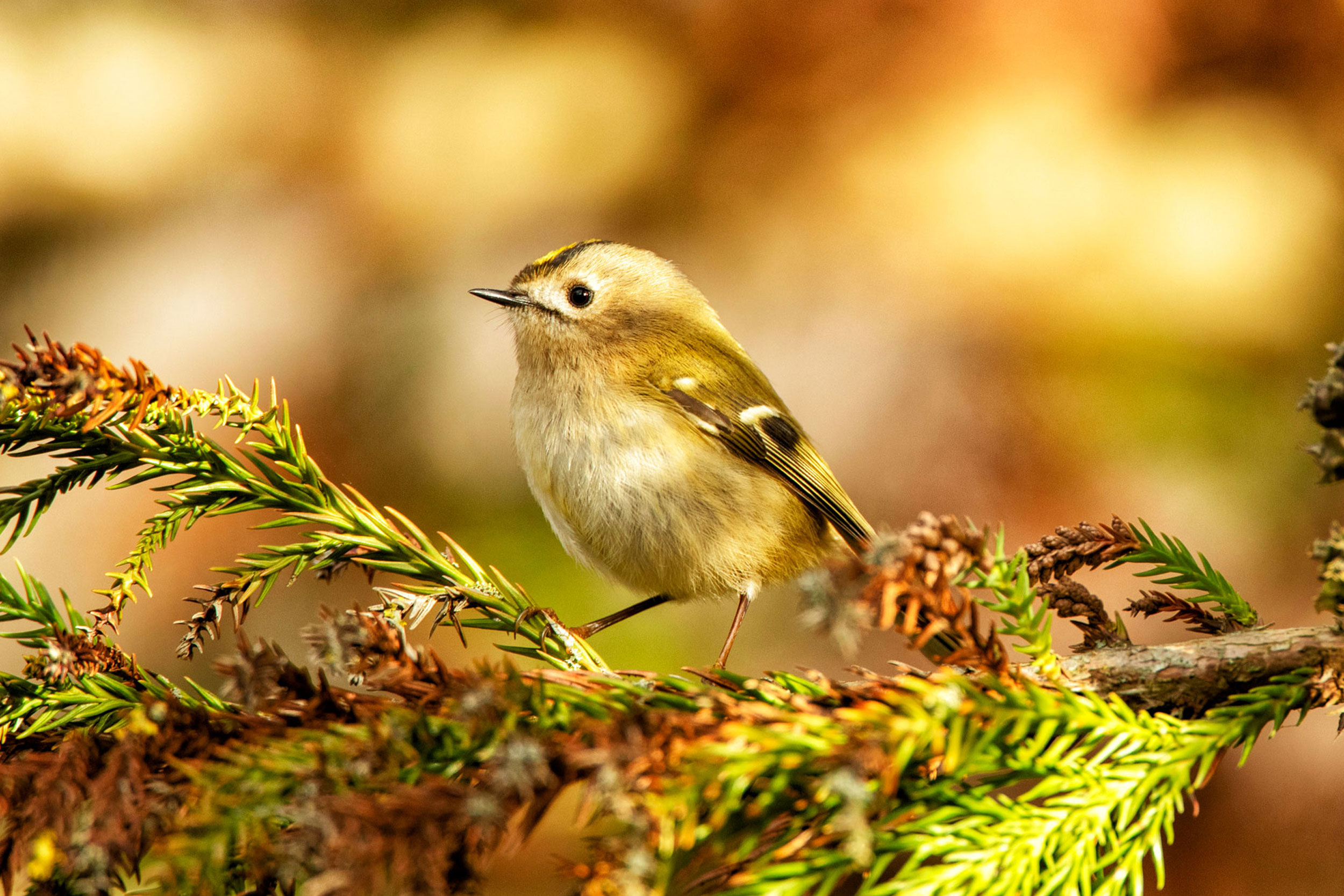A Goldcrest perched in a spruce