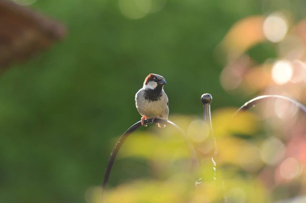 A House Sparrow sat on a garden fence