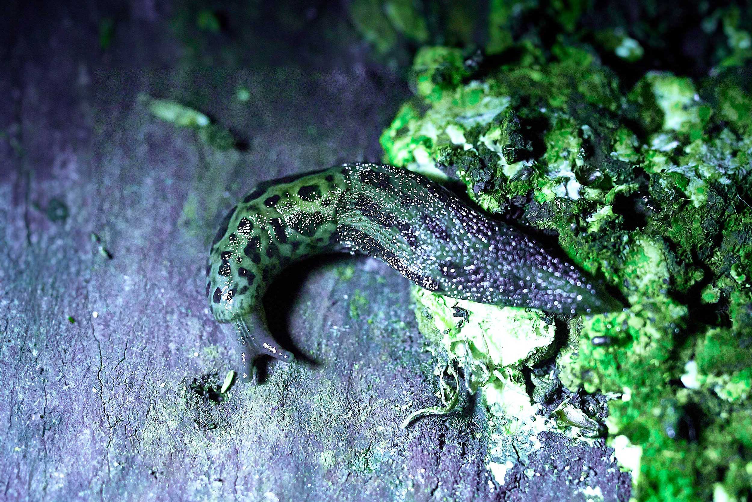 A Leopard Slug glows green under a UV light