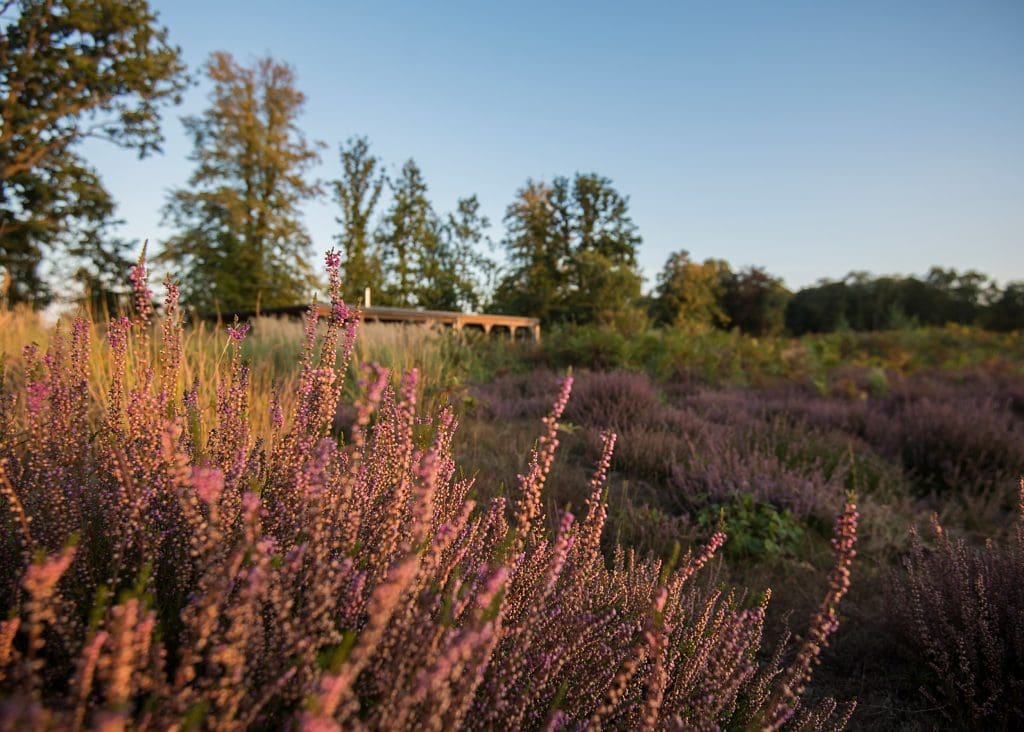 A heathland landscape with a very low, almost hidden lodge on the crest of a hill