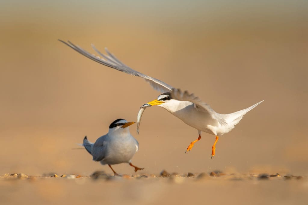 Little-tern-male-bird-has-a-fish-to-court-the-female.Credit-Ben-Andrew.RSPB_1007237